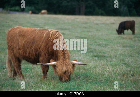 Regno Unito, Scozia, regione delle Highlands scozzesi, vacche Foto Stock