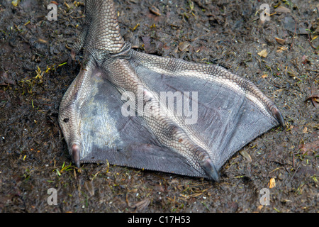 Cigno (Cygnus olor) palmati piedi close-up, Germania Foto Stock