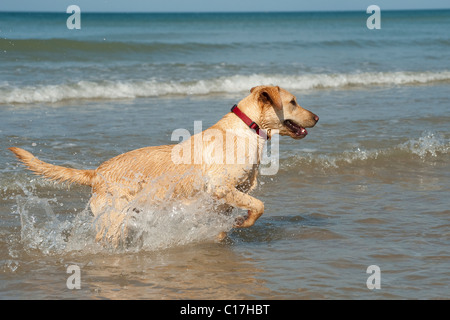 Giallo labrador cane divertendosi in mare. Foto Stock