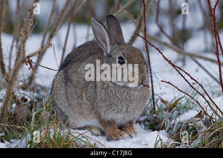 Coniglio europeo (oryctolagus cuniculus) rovistando nella neve in inverno, Germania Foto Stock