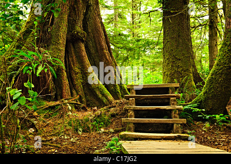 Percorso attraverso la foresta pluviale temperata. Pacific Rim National Park, della Columbia britannica in Canada Foto Stock