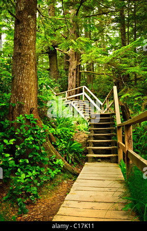 Percorso attraverso la foresta pluviale temperata. Pacific Rim National Park, della Columbia britannica in Canada Foto Stock