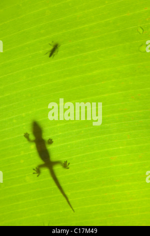 Geco stalking un coleottero su un tropicale banana leaf. Foto Stock