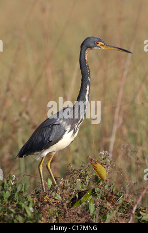 Airone tricolore (Egretta tricolore) a valle dello squalo, Everglades Foto Stock