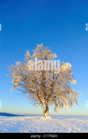 Europea di faggio (Fagus sylvatica) nella neve, Foresta Nera meridionale, Germania, Europa Foto Stock