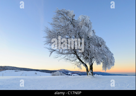 Europea di faggio (Fagus sylvatica) nella neve, Foresta Nera meridionale, Germania, Europa Foto Stock