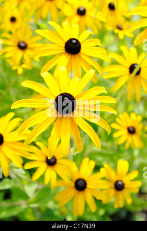 Black-eyed Susan o Coneflower brillante (Rudbeckia fulgida) Foto Stock