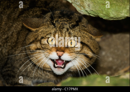 Scottish Wildcat (Felis silvestris) Captive Port Lympne Wild Animal Park, Kent, UK Foto Stock