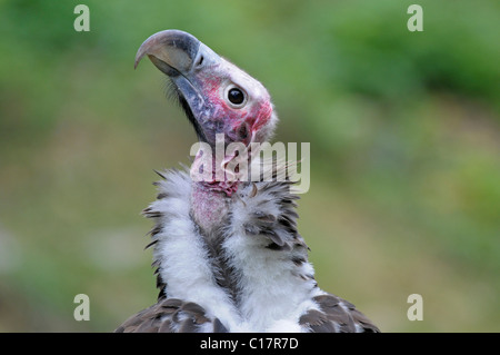 Lappata-di fronte Vulture (Aegypius tracheliotus, ex Torgos tracheliotus) Foto Stock