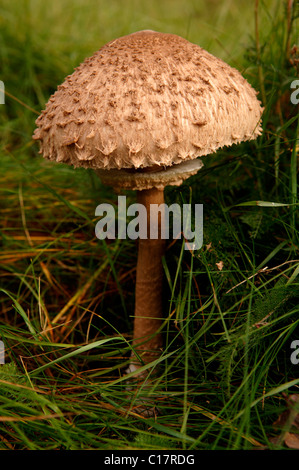 Parasol (fungo Macrolepiota procera), Pinnow, Meclemburgo-Pomerania Occidentale, Germania, Europa Foto Stock