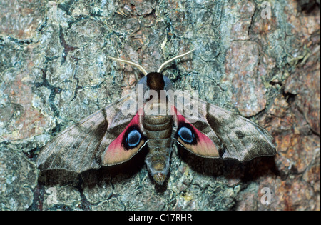 Eyed Hawk-Moth (Smerinthus ocellata) Foto Stock