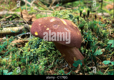 Le prugne e crema pasticcera o i capelli rossi agaric (Tricholomopsis rutilans), Allgaeu, Germania, Europa Foto Stock