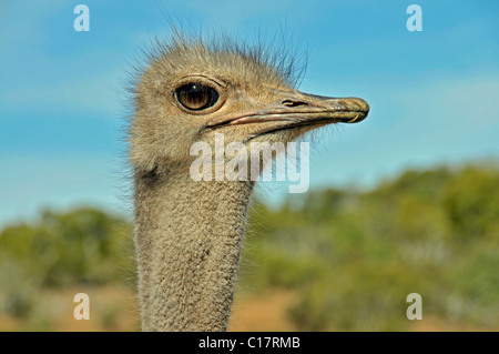 Struzzo africano (Struthio camelus), Addo Elephant Park, Sud Africa e Africa Foto Stock