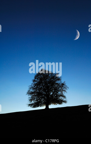 Il rame faggio (Fagus sylvatica) con luna Foto Stock