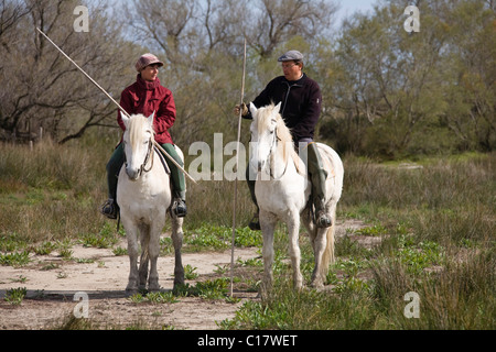 Tutori su cavalli Camargue, Camargue, Francia Meridionale, Europa Foto Stock