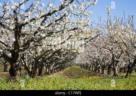 Gli alberi di ciliegio (Prunus) in Bloom, Provenza, Francia Meridionale, Europa Foto Stock