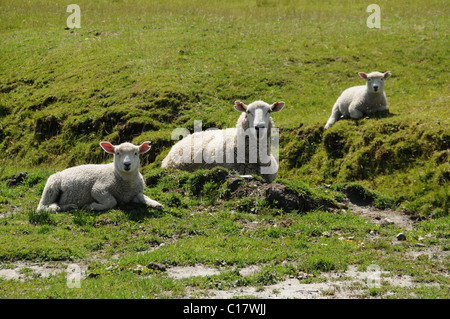 Pecore in Wanaka - Monte aspiranti Road, Regione di Otago, Isola del Sud, Nuova Zelanda Foto Stock