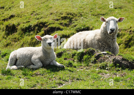 Pecore in Wanaka - Monte aspiranti Road, Regione di Otago, Isola del Sud, Nuova Zelanda Foto Stock