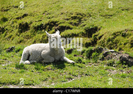 Pecore in Wanaka - Monte aspiranti Road, Regione di Otago, Isola del Sud, Nuova Zelanda Foto Stock