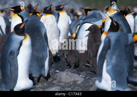 Re pinguino pulcino (Aptenodytes patagonicus) tra colonia. Salisbury Plain, Georgia del Sud e Oceano Atlantico. Foto Stock