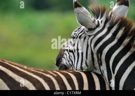 Zebra vicino ad Arusha in Tanzania Foto Stock