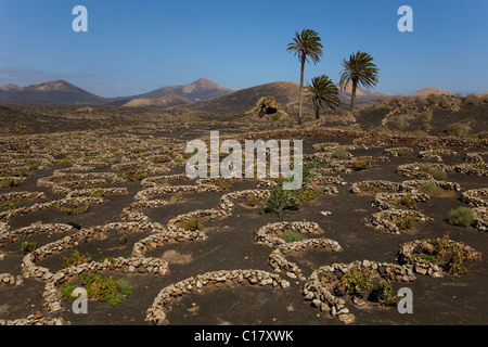 Vigneti in un campo di lava vicino a Yaiza, Lanzarote, Isole Canarie, Spagna, Europa Foto Stock