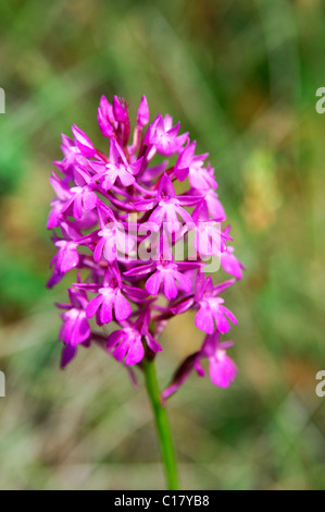 Orchide (Anacamptis pyramidalis) Foto Stock