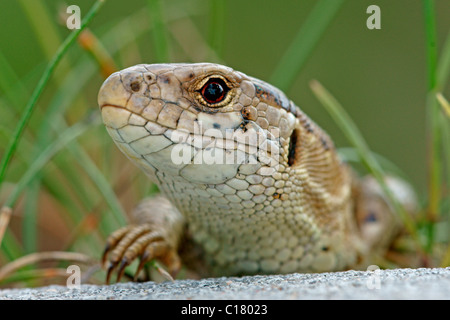 Biacco (Lacerta agilis), femmina Foto Stock