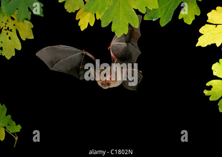 Brown Long-Eared Bat (Plecotus auritus) in volo Foto Stock