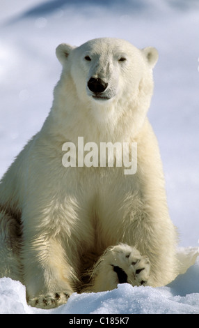 Orso polare Foto Stock