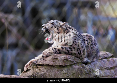 Snow Leopard seduto su una roccia a sbadigliare Foto Stock