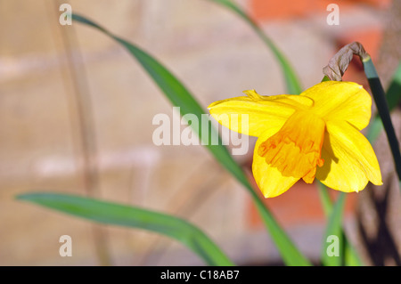 Ascot Berkshire, Inghilterra: Primavera nel giardino. Daffodil fiore. Foto Stock