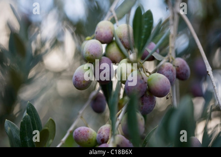 Olive sull'albero Foto Stock