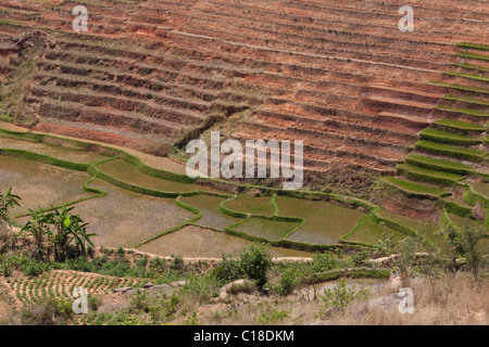 Lungo la valle del fiume gestito per il riso (Oryza sativa), e altre colture. Madagascar meridionale. Foto Stock