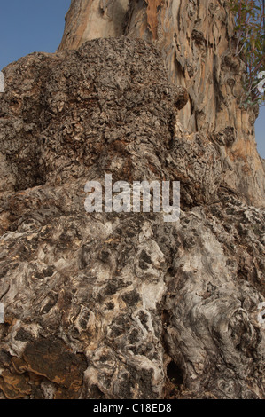 Dettaglio dei nodi fungina nel tronco di un albero di eucalipto (Eucalyptus globulus) Foto Stock