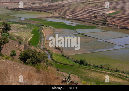 Lungo la valle del fiume gestito per il riso (Oryza sativa), coltivazione. Madagascar meridionale. Foto Stock