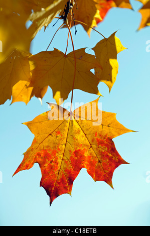 Colore di autunno Norvegia foglie di Acero (Acer platanoides), retroilluminazione Foto Stock
