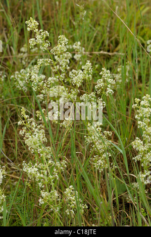 Hedge Bedstraw, Galium album Foto Stock