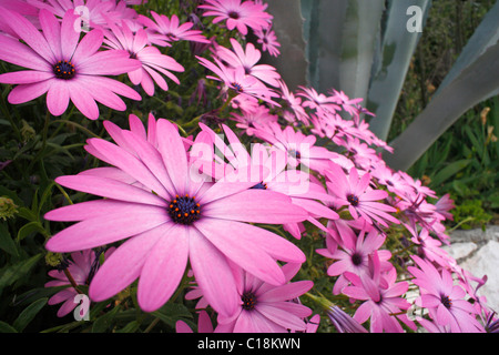 Fiori di colore rosa, rosa African Daisy Foto Stock