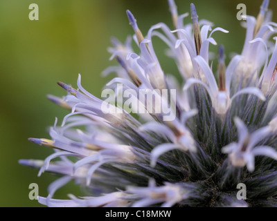 Blue Globe-cardo, echinops bannaticus Foto Stock