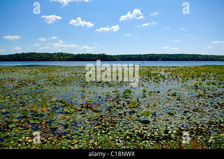 Swartswoodlake con American Lotus (Nelumbo lutea WILLD), foglie Swartswood, Sussex, New Jersey, STATI UNITI D'AMERICA Foto Stock