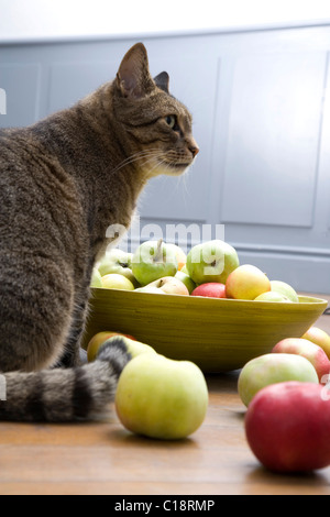 Grigio maschio cat sniffing una ciotola con mele biologiche Foto Stock
