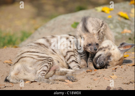 Striped Iena (Hyaena hyaena), con il giovane animale, Tierpark Berlin, Germania, Europa Foto Stock