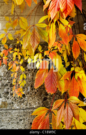 Foglie autunnali, Virginia superriduttore (Parthenocissus quinquefolia), in Baviera, Germania, Europa Foto Stock