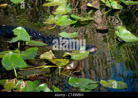 Il coccodrillo americano crociere attraverso acqua alta a Anhinga trail, Royal Palm Foto Stock