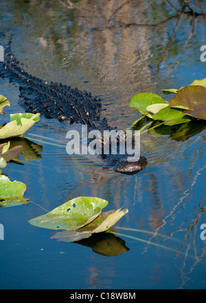 Il coccodrillo americano crociere attraverso acqua alta a Anhinga trail, Royal Palm Foto Stock