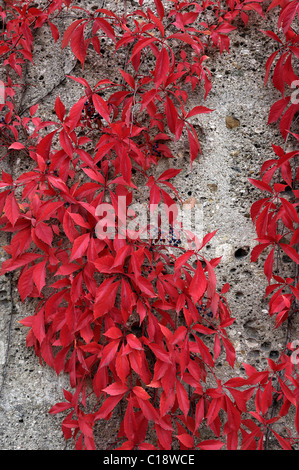 Foglie autunnali, Virginia superriduttore (Parthenocissus quinquefolia), in Baviera, Germania, Europa Foto Stock