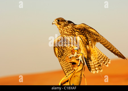 Falcone da caccia di seduta sul falconer la mano che mostra le sue ali, Dubai, Emirati Arabi Uniti, Medio Oriente Foto Stock