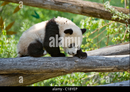 Panda gigante (Ailuropoda melanoleuca), fu lunga e lo Zoo di Schoenbrunn, Vienna, Austria, Europa Foto Stock