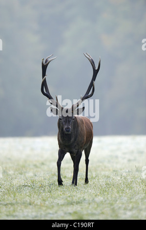 Il cervo (Cervus elaphus), feste di addio al celibato, in brina prato Foto Stock